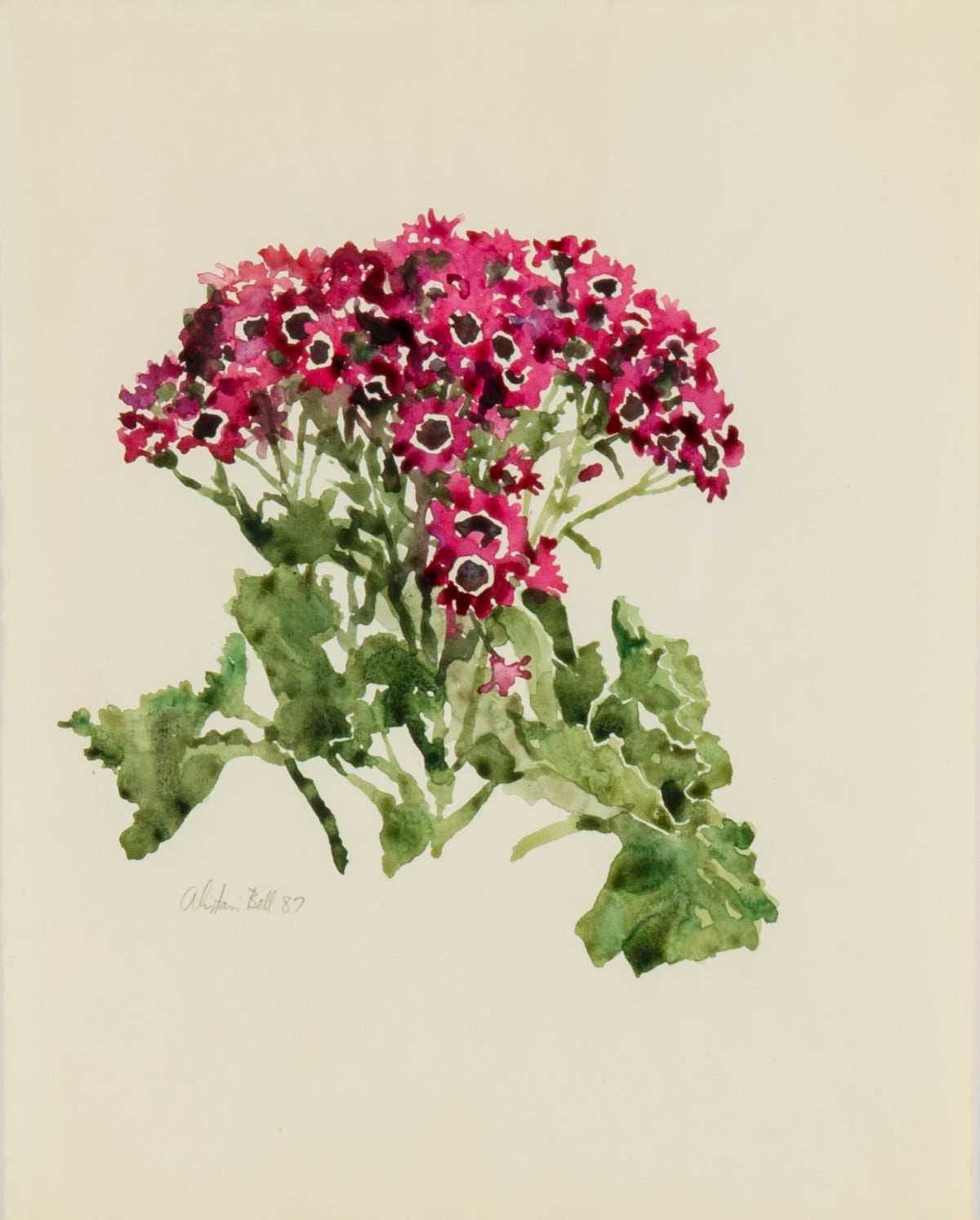 Alistair Bell, Cineraria (Crimson), 1987