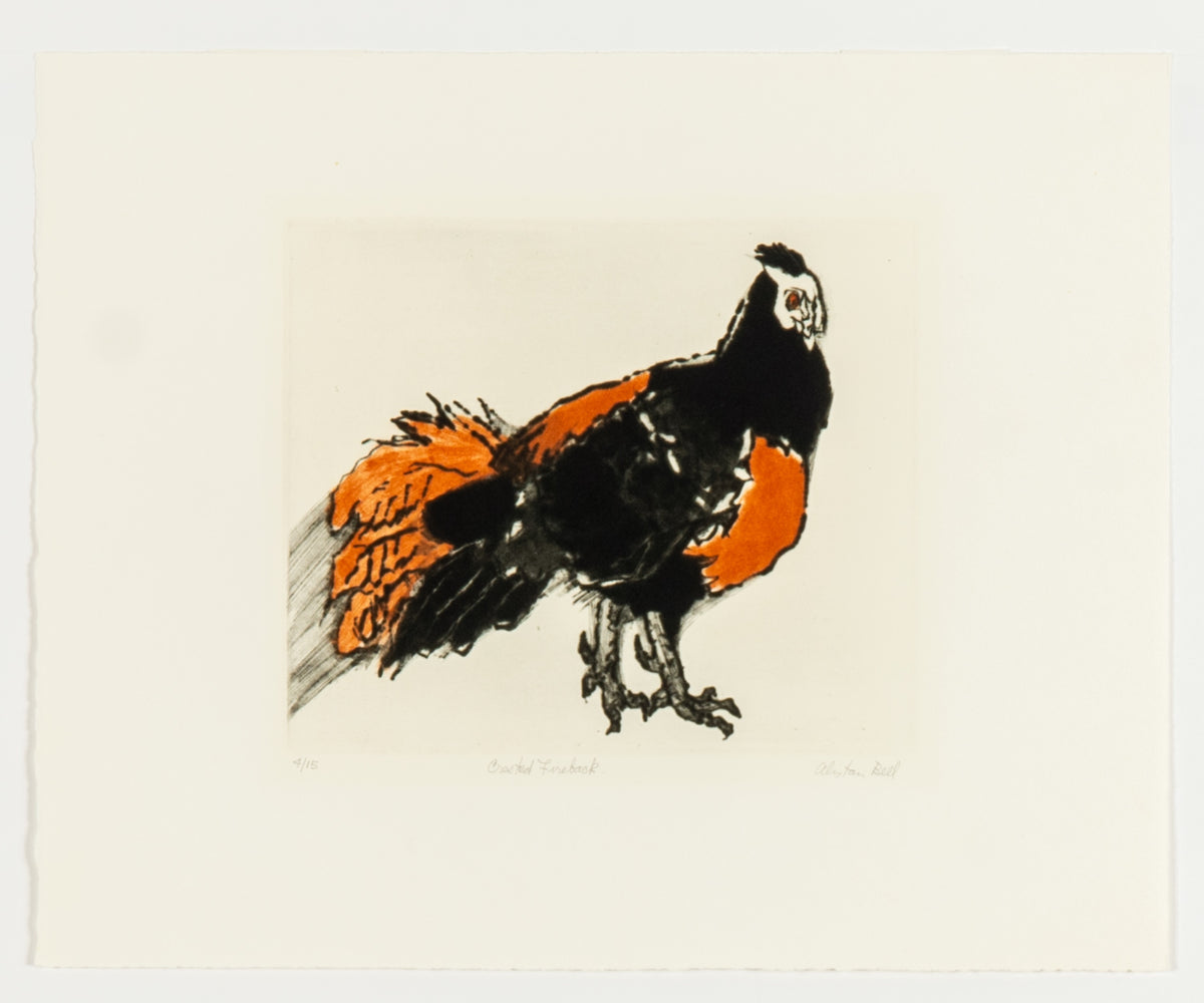 Alistair Bell, Crested Fireback, 1981
