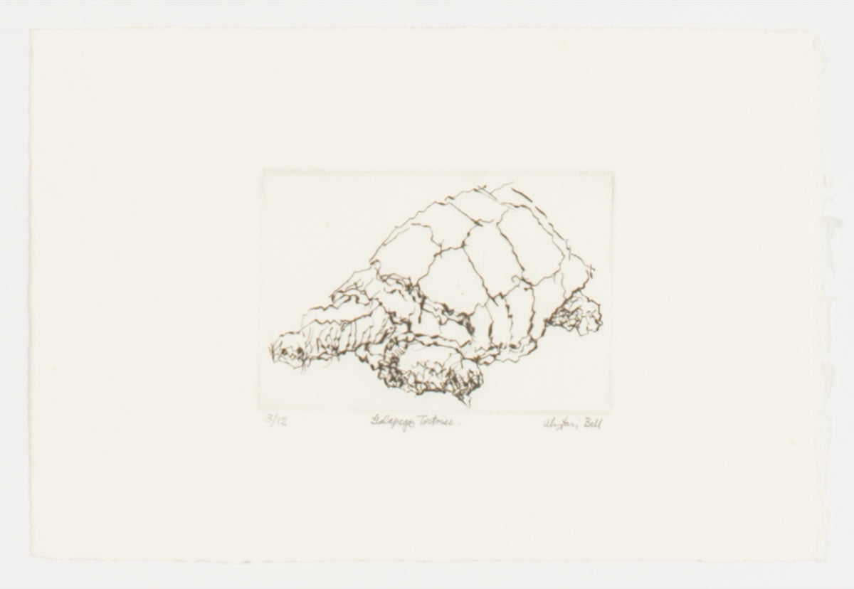 Alistair Bell, Galapagos Tortoise, 1995