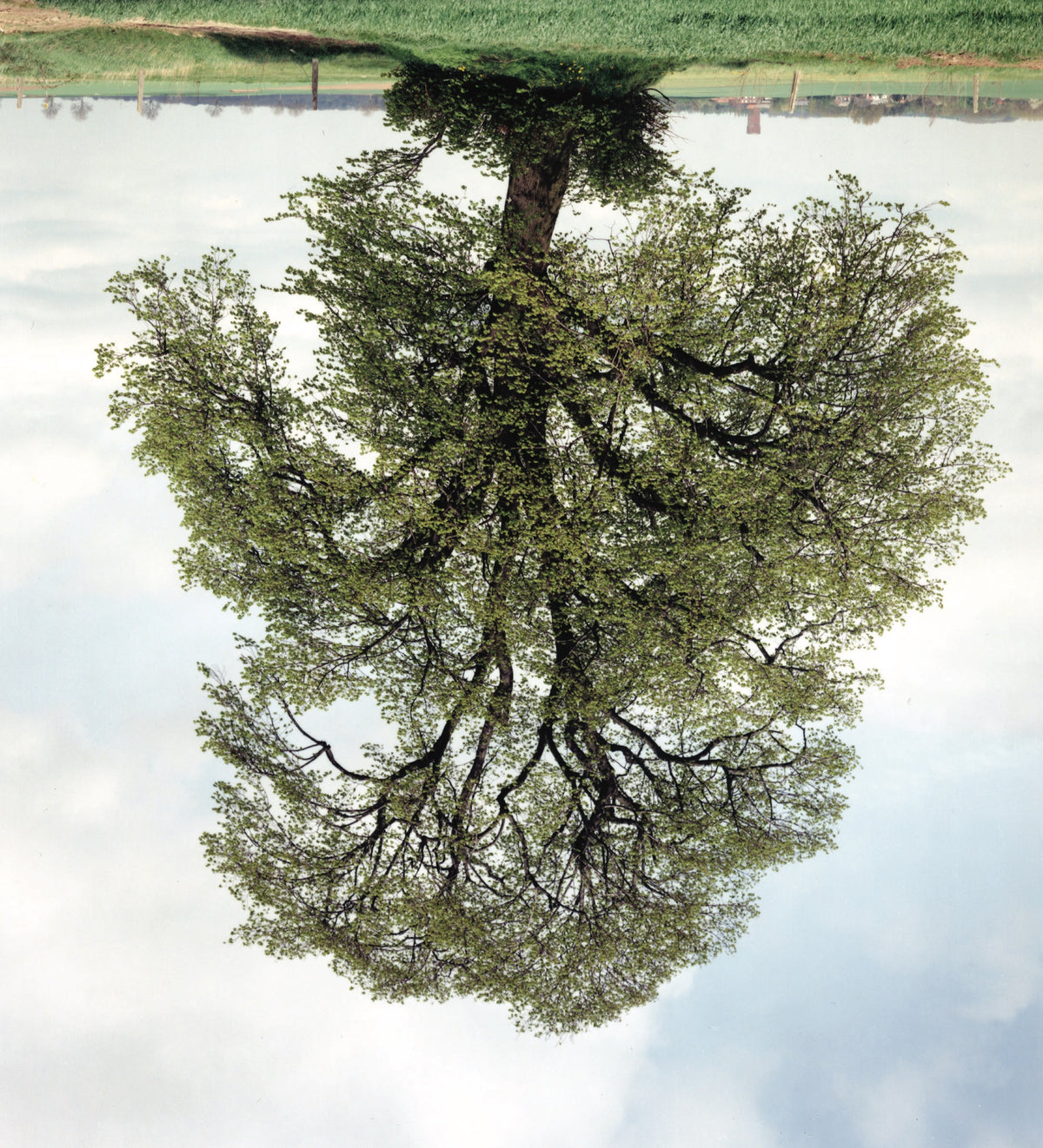 Rodney Graham, Napoleon Tree, 2003. An upside down photograph of a tree on grass against a foggy sky.