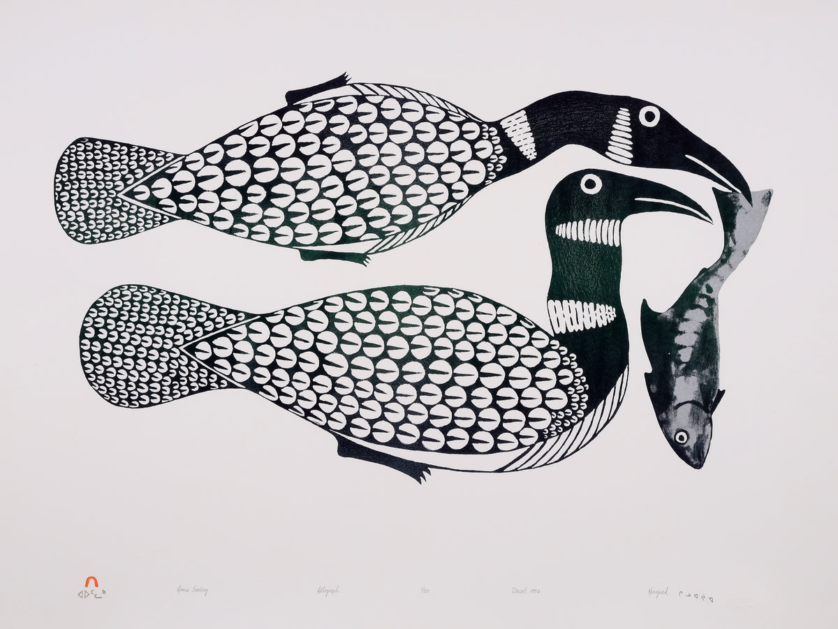 Kenojuak Ashevak, Loons Feeding, 1994. Two loons, feeding a fish.