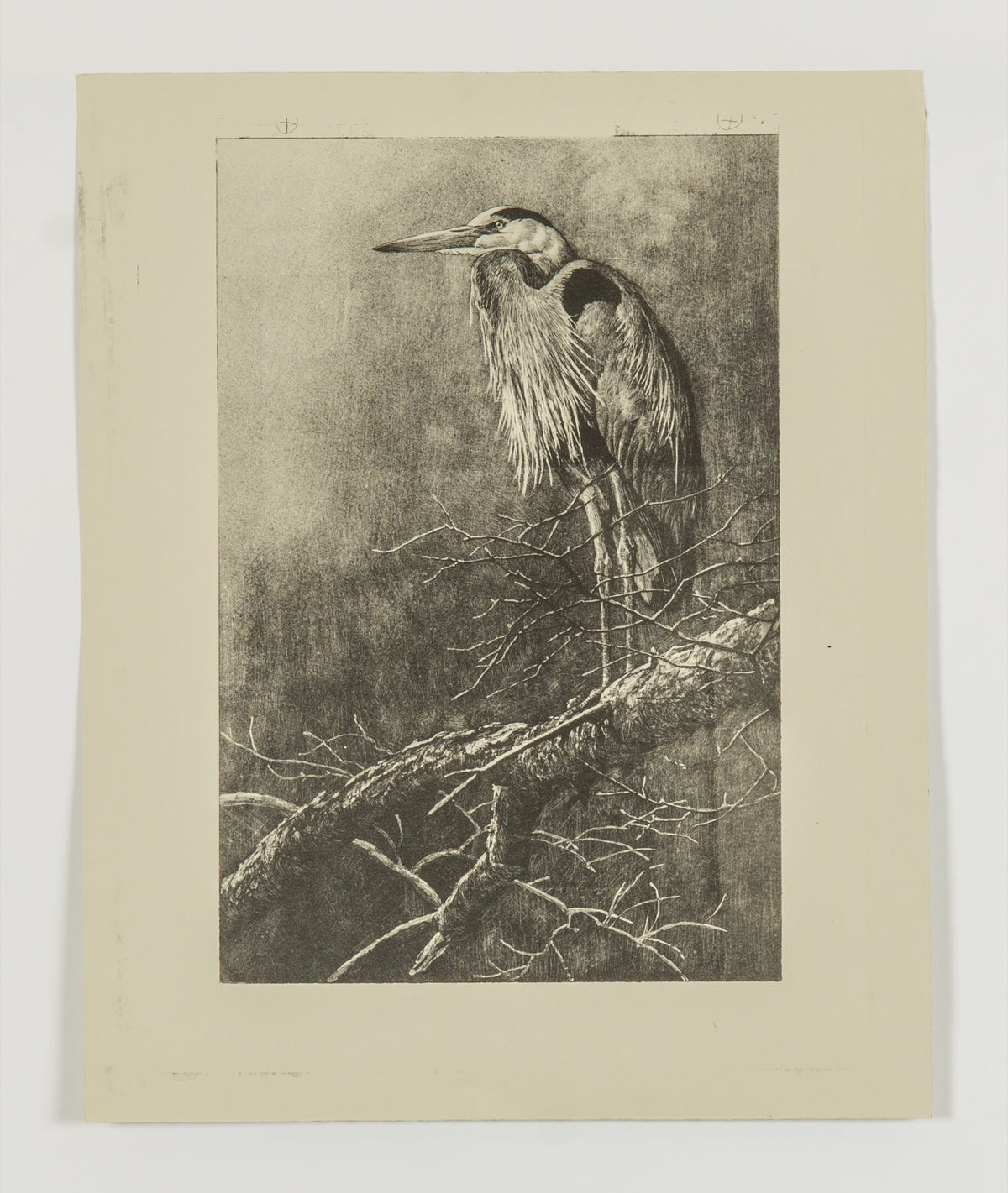 Robert Bateman, Great Blue Heron [Working Copy], 1991