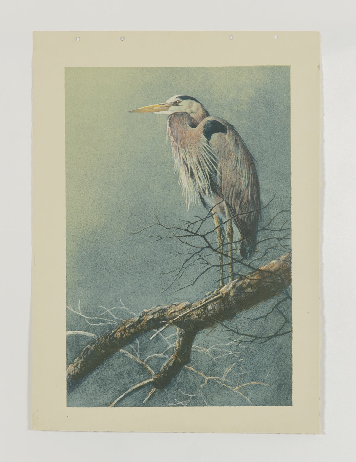 Robert Bateman, Great Blue Heron [Working Copy], 1991