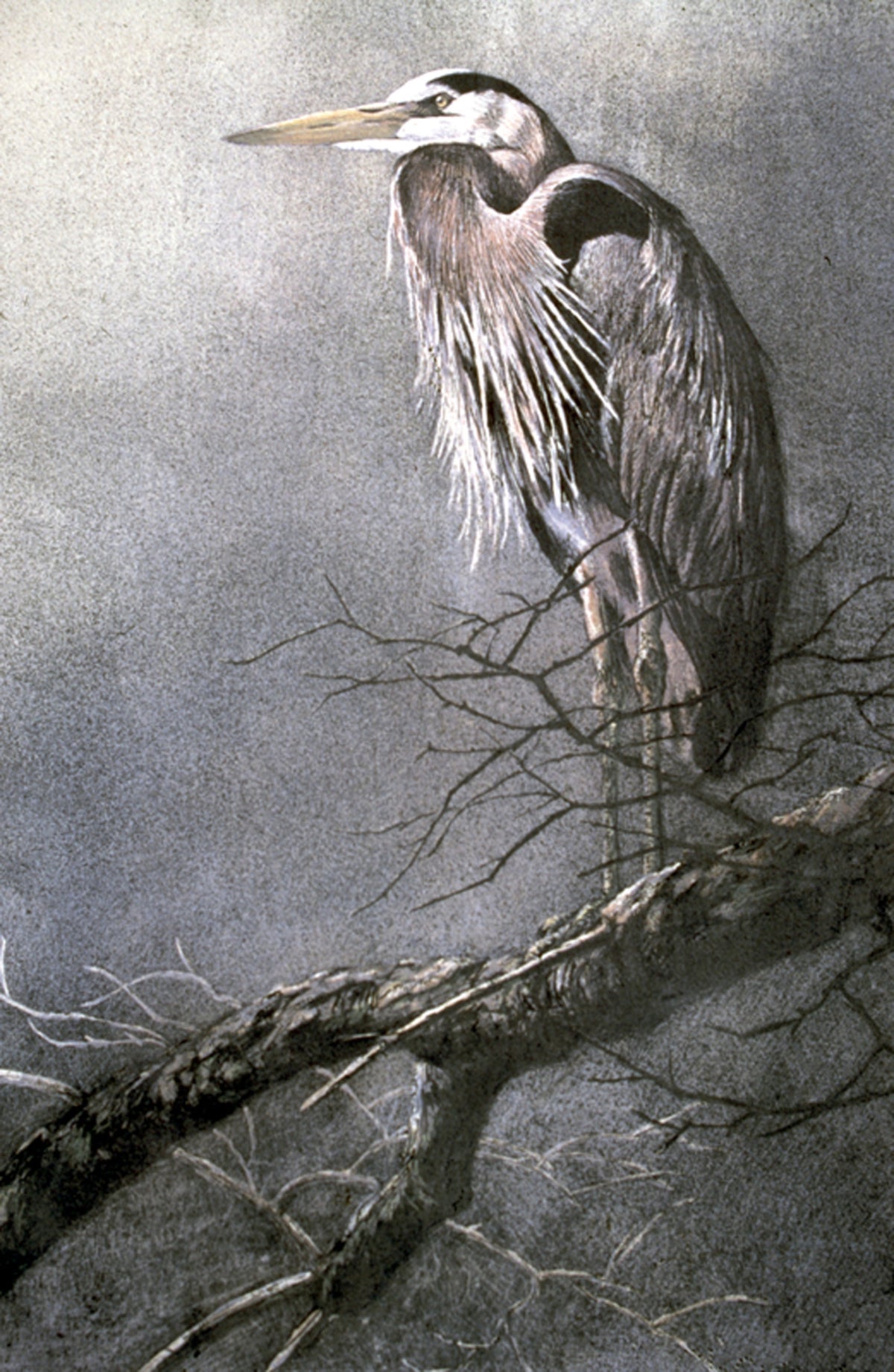 Robert Bateman, Great Blue Heron, 1991. Depiction of a Great Blue Heron.