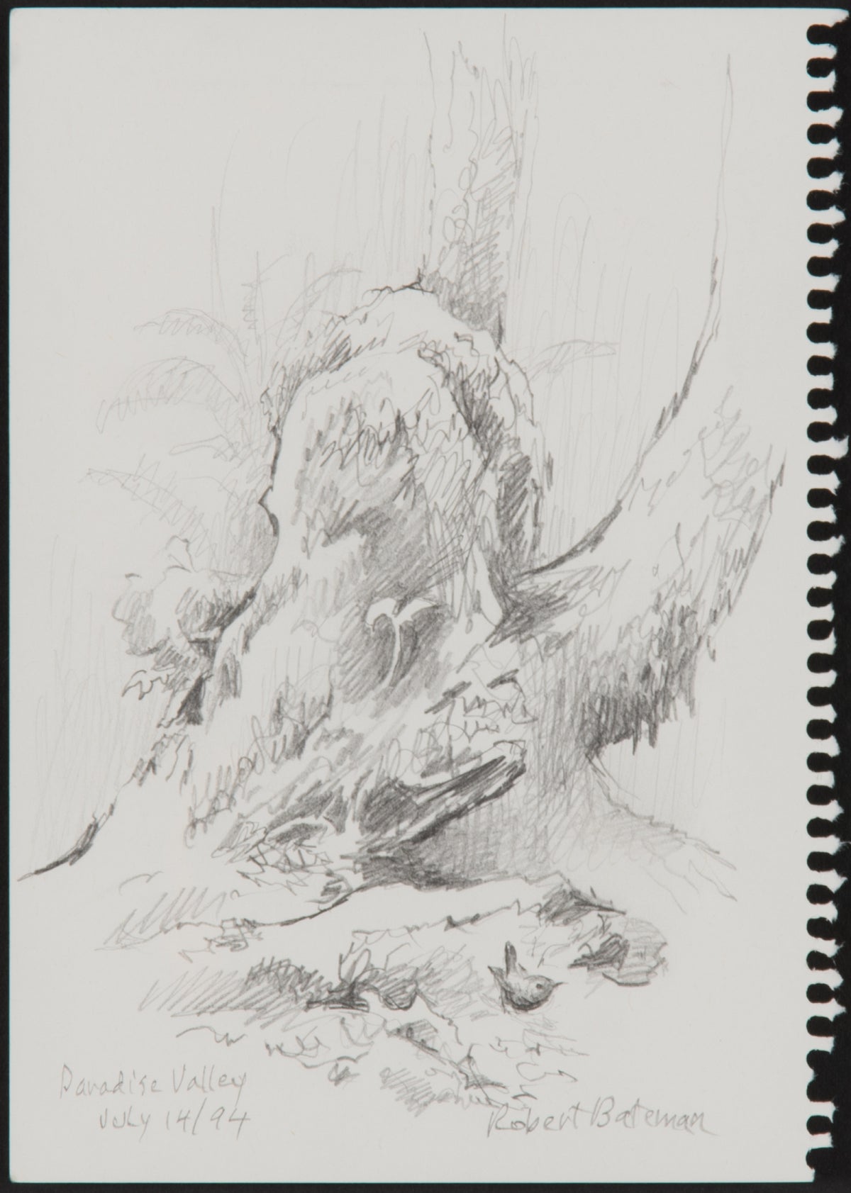 Robert Bateman, Winter Wren, Paradise Valley, 1994. A pencil sketch drawing of a tree.
