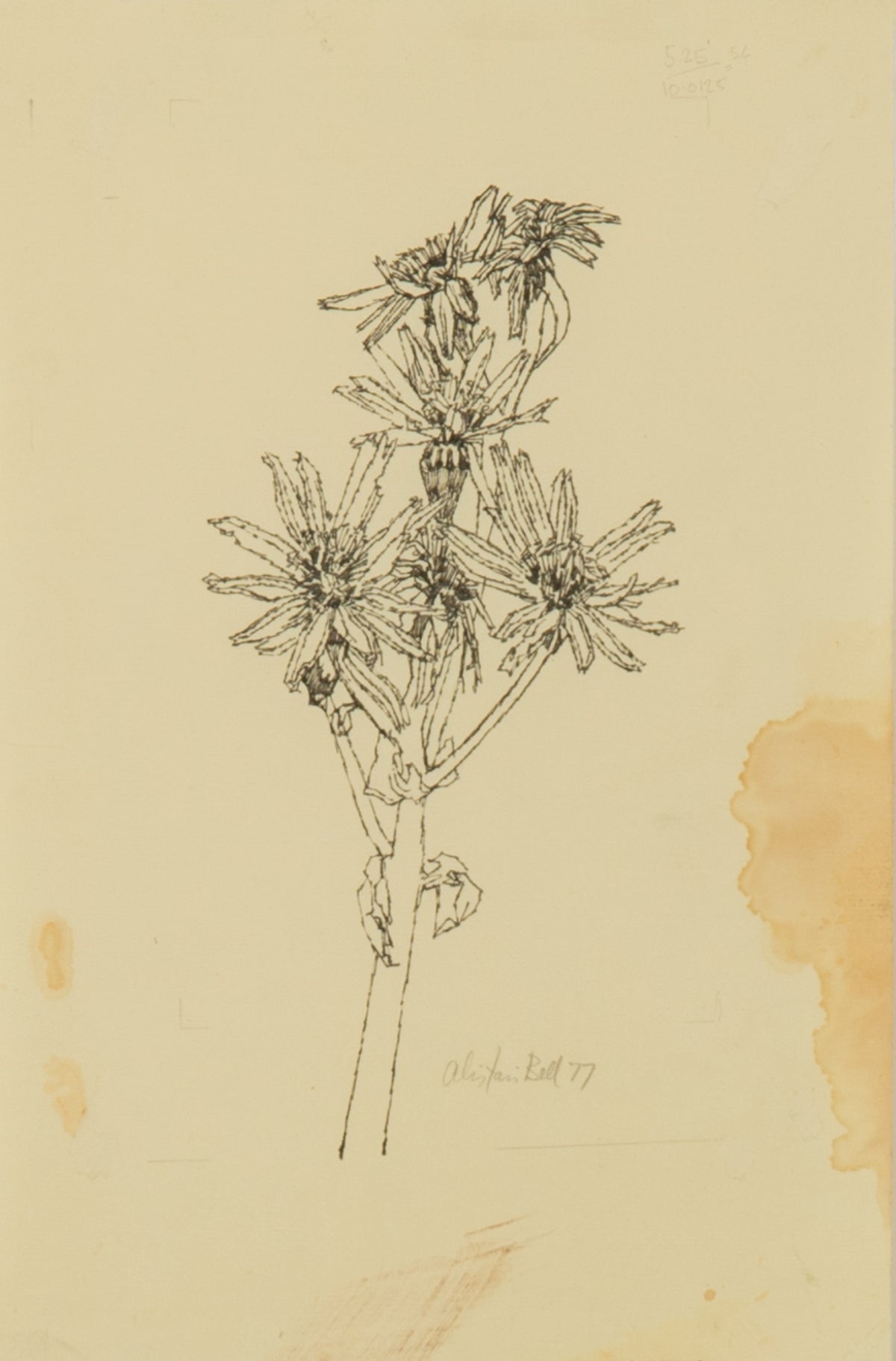 Alistair Bell, Untitled (Autumn Flowers), 1977