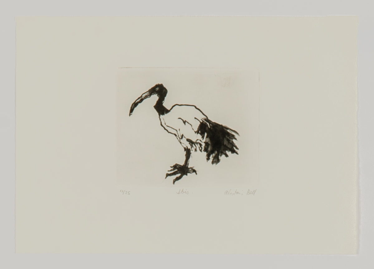 Alistair Bell, Ibis, 1981