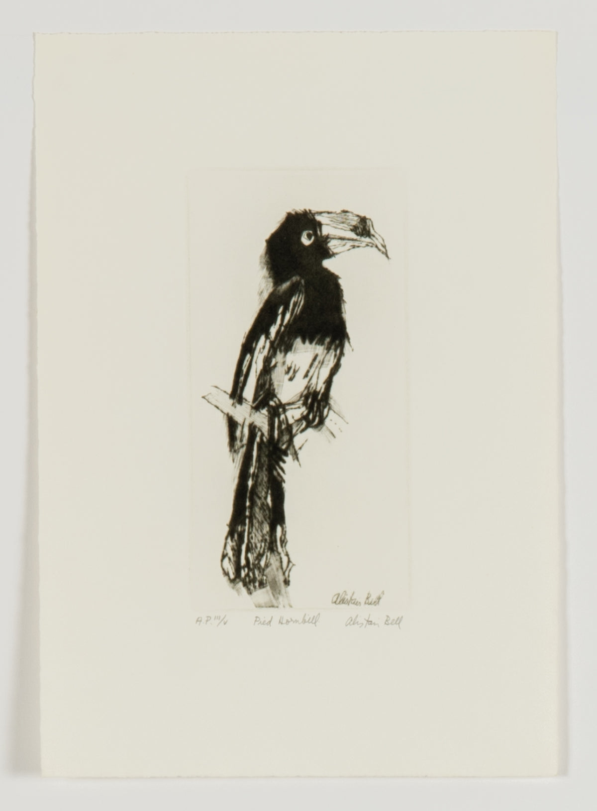 Alistair Bell, Pied Hornbill, 1978