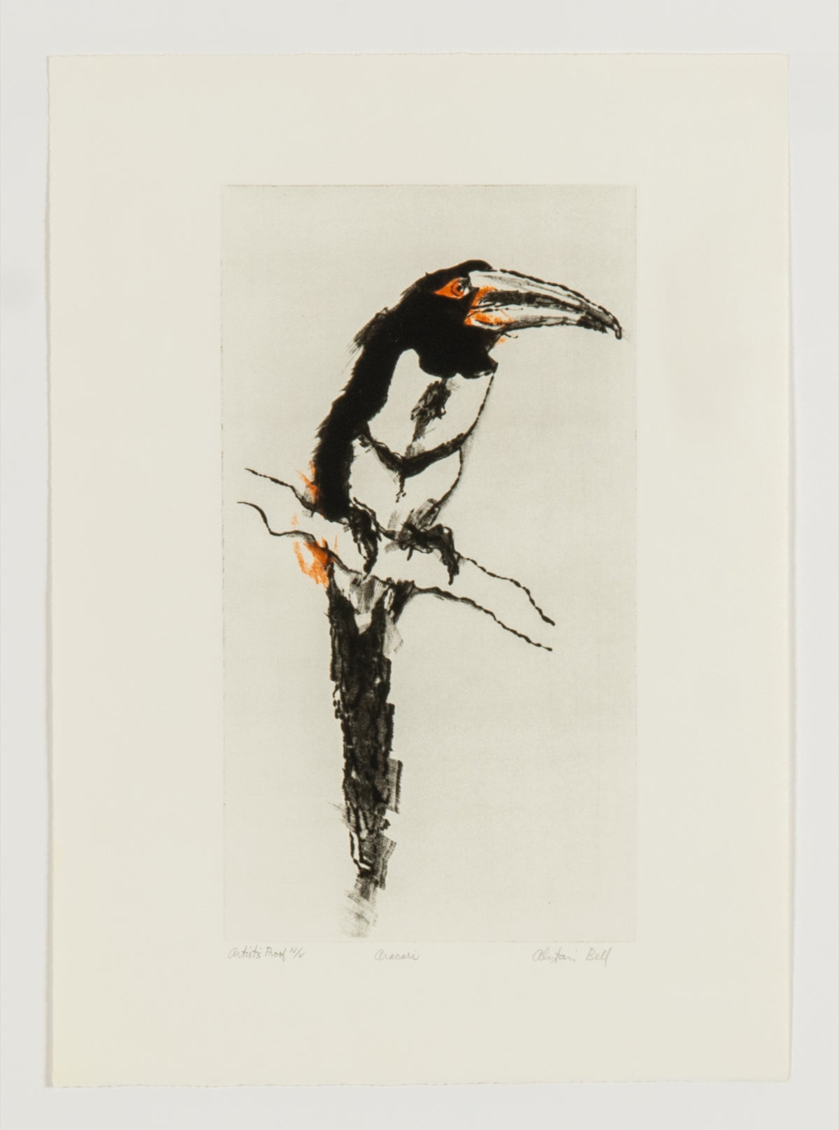 Alistair Bell, Aracari, 1983