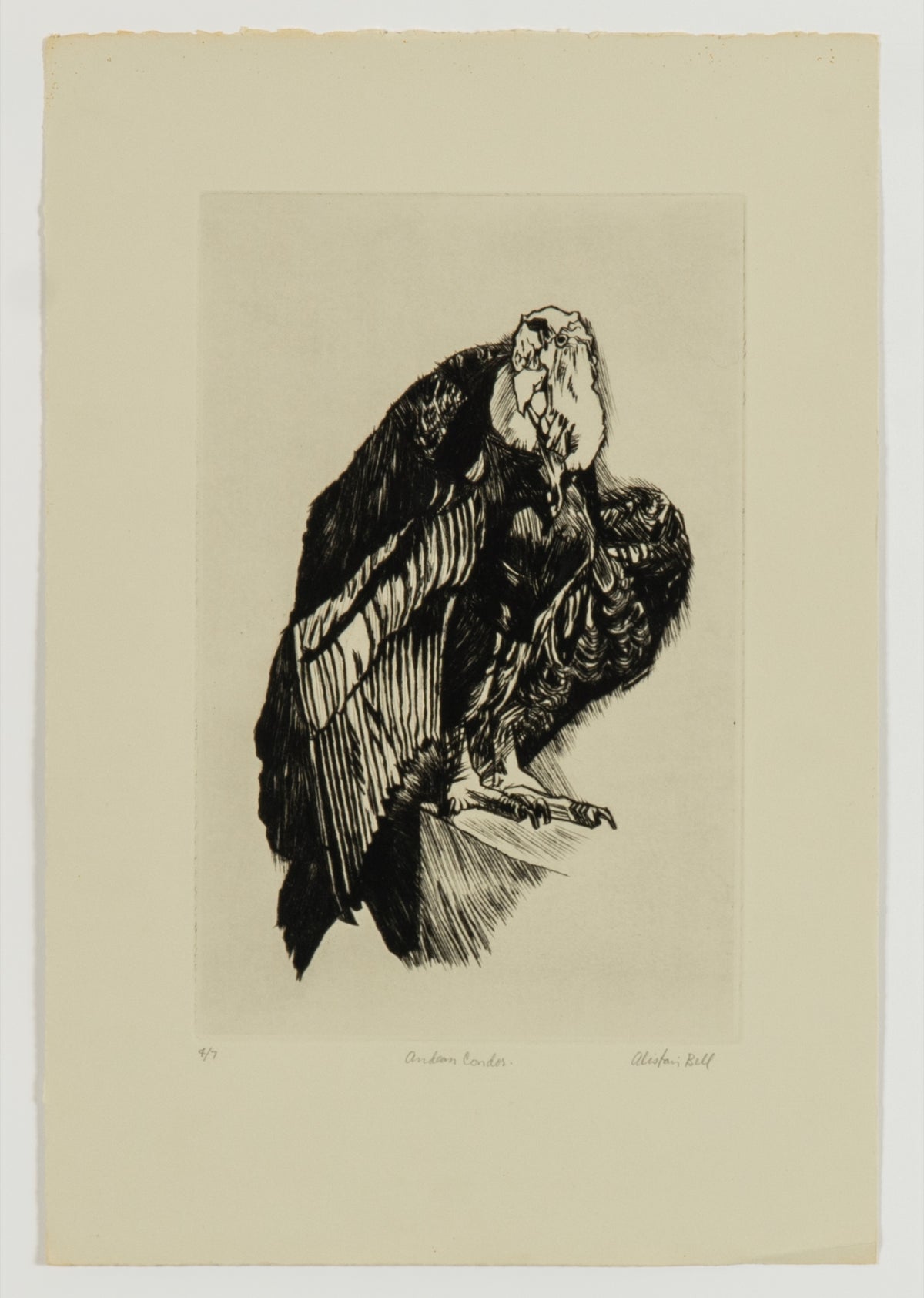 Alistair Bell, Andean Condor, 1986