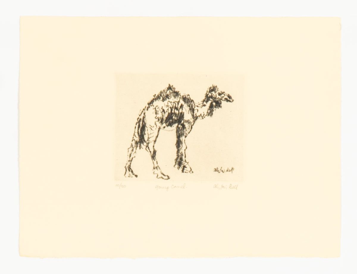 Alistair Bell, Young Camel, 1989