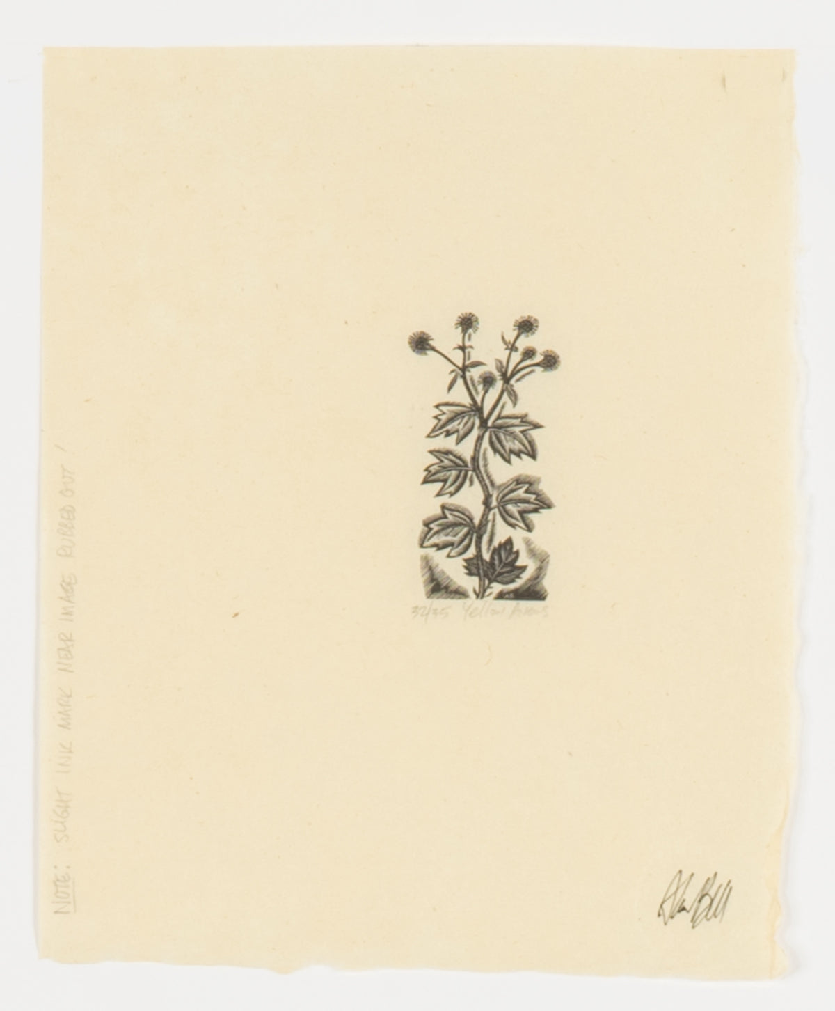 Alistair Bell, Yellow Avens, 1948. Fair (slight ink mark near image) Donation.