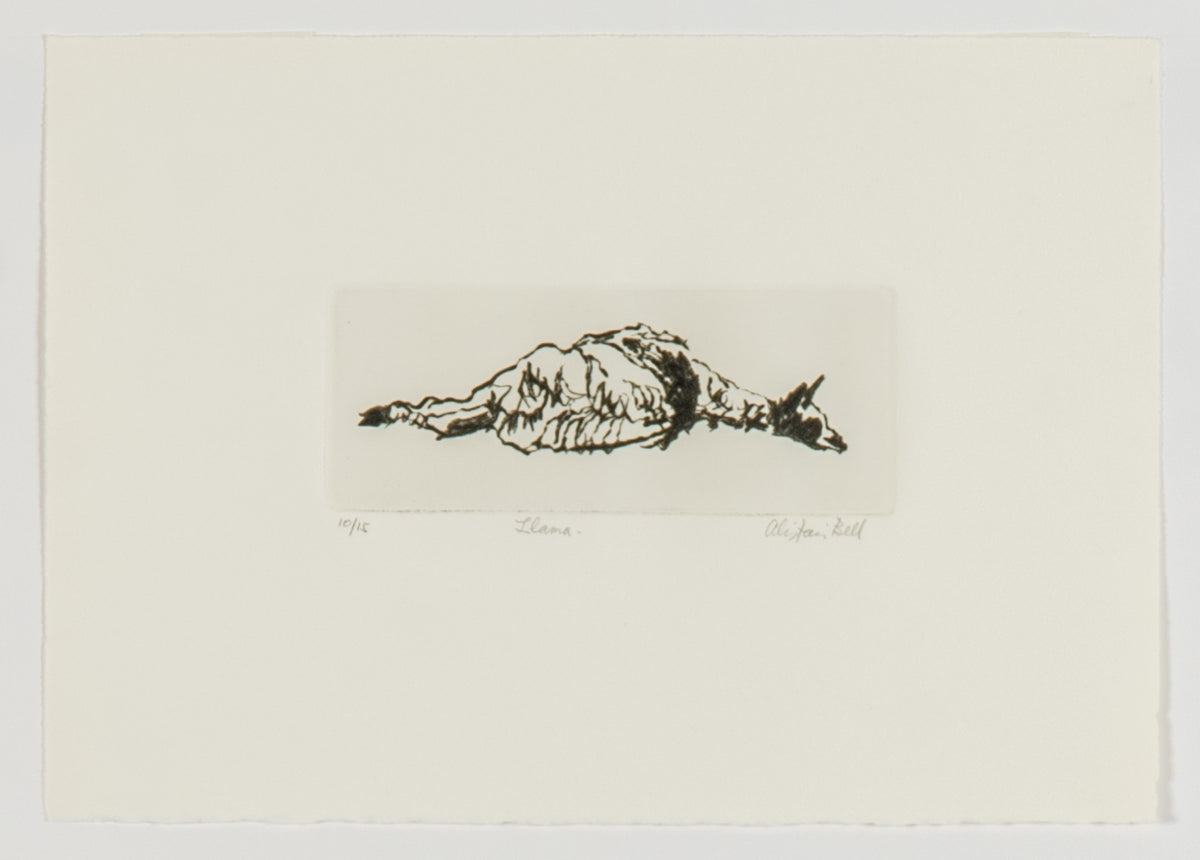Alistair Bell, Llama, 1981