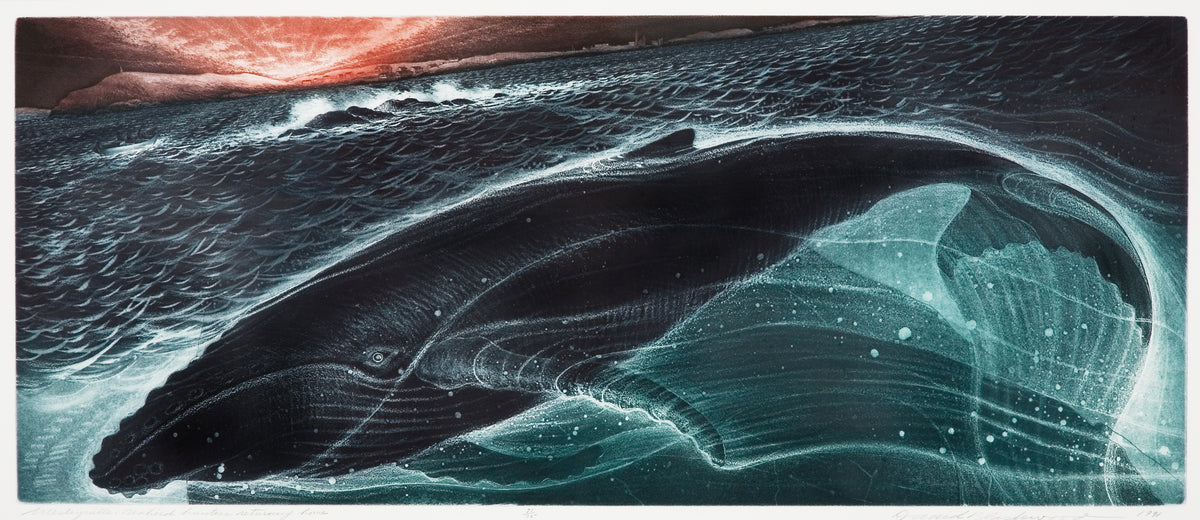 David Blackwood, Wesleyville: Seabird Hunters Returning Home, 1991. A whale swimming beneath the surface against the sun rising in the horizon.