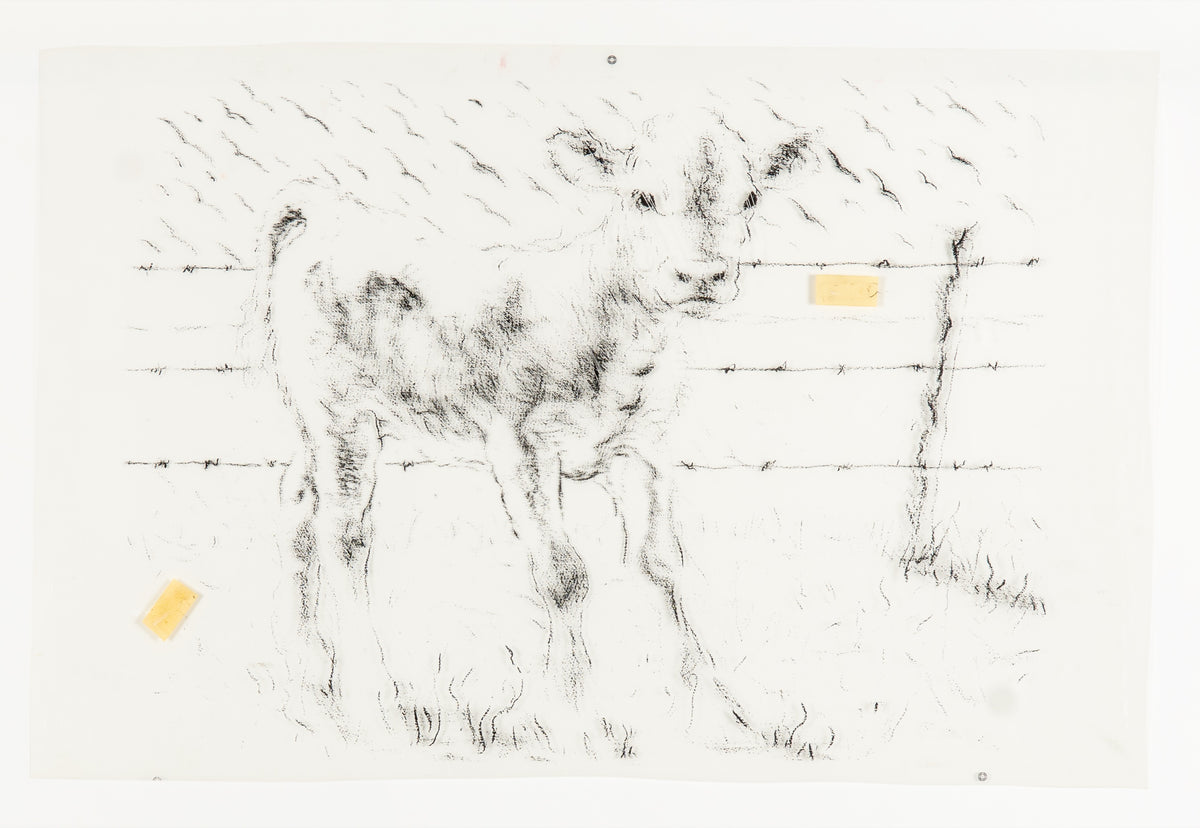 Joe Fafard, Barb - Transparency, 1991