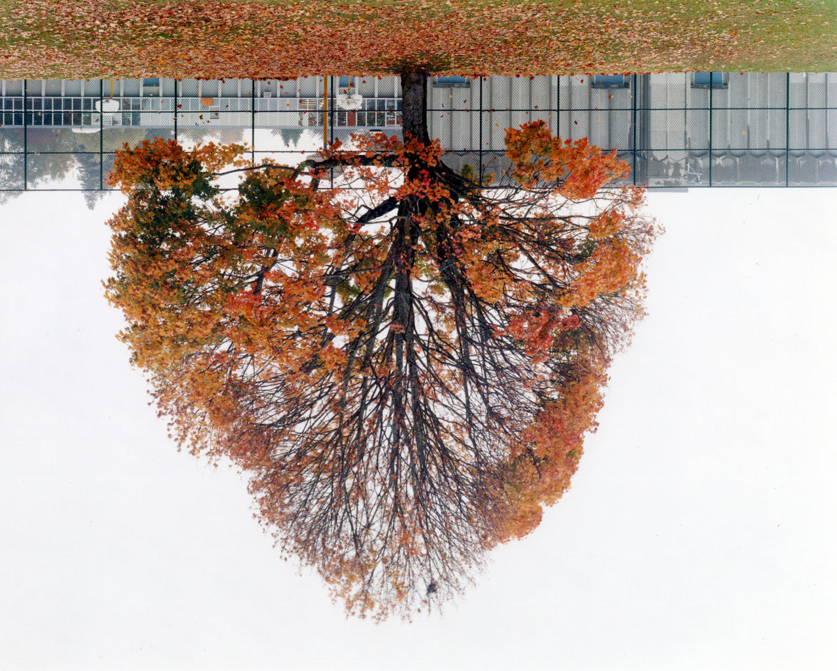 Rodney Graham, School Yard Tree/Vancouver, 2002. Photograph of a cherry blossom against a fence with architecture in the background.
