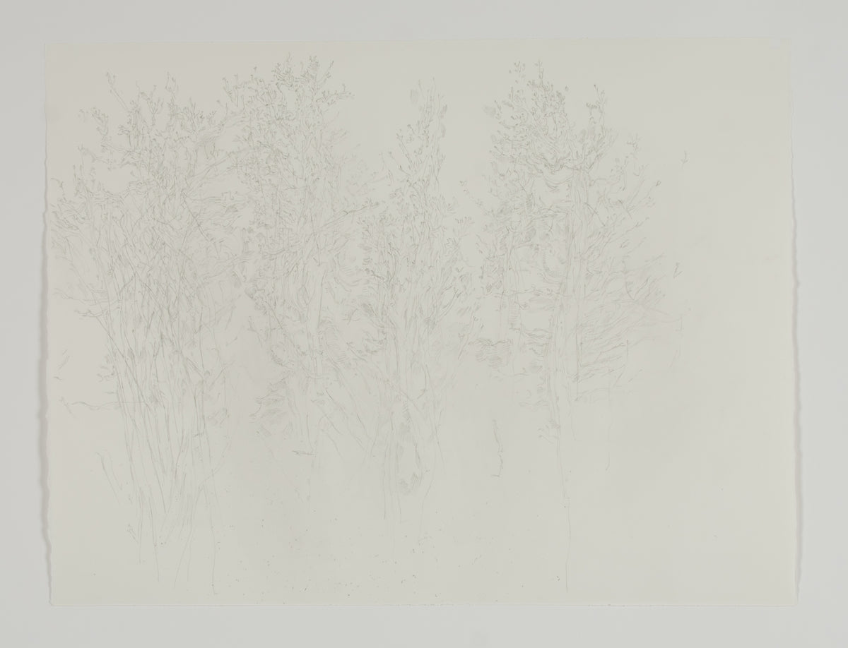 Ann Kipling, Untitled (Trees), 1981
