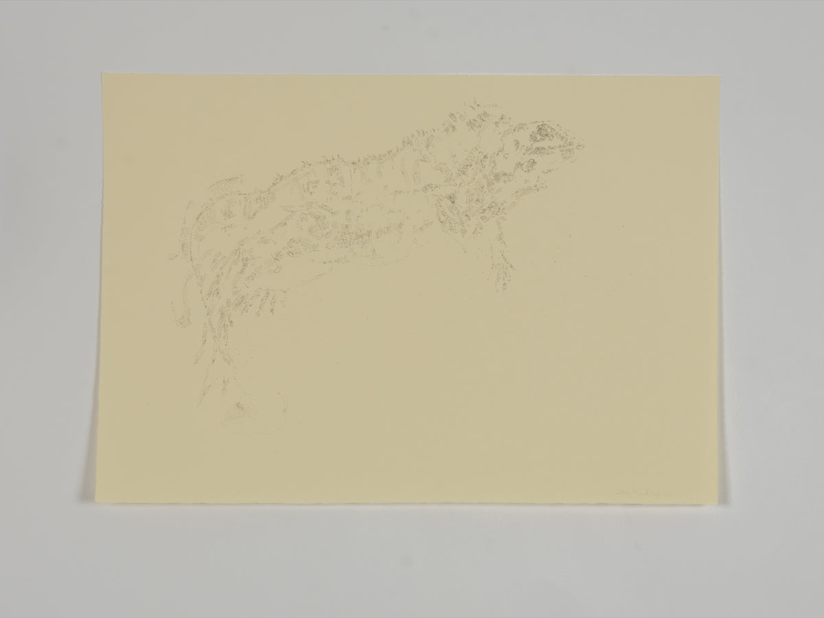 Ann Kipling, Untitled (Lizard), 1971