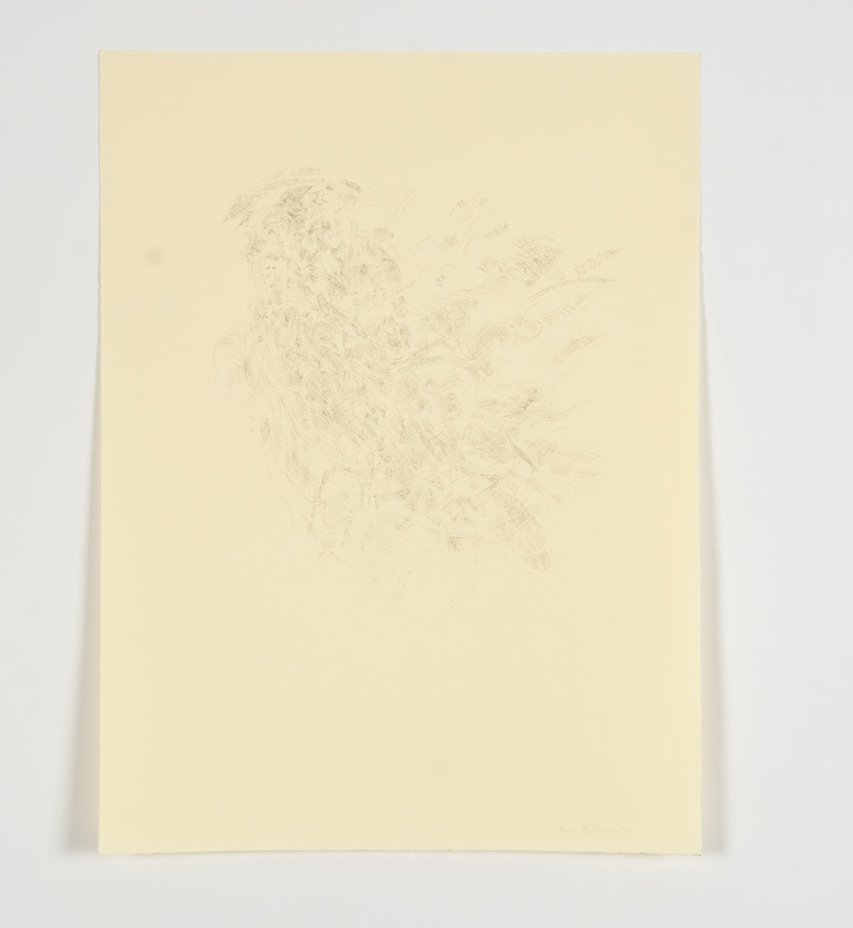 Ann Kipling, Untitled (Cockatiel), 1971