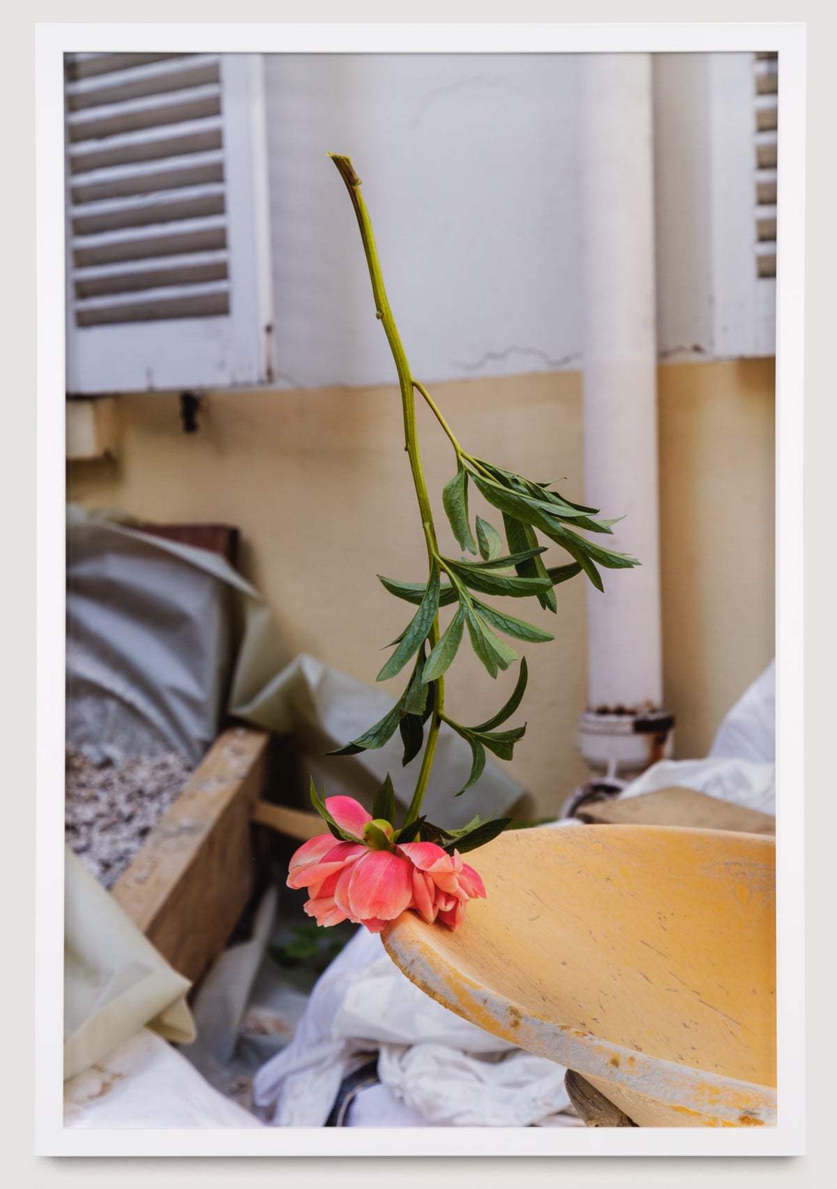 Samuel Roy-Bois, Good Luck (wheelbarrow), 2024. A photograph of a pink flower, standing upside down on a yellow wheelbarrow.