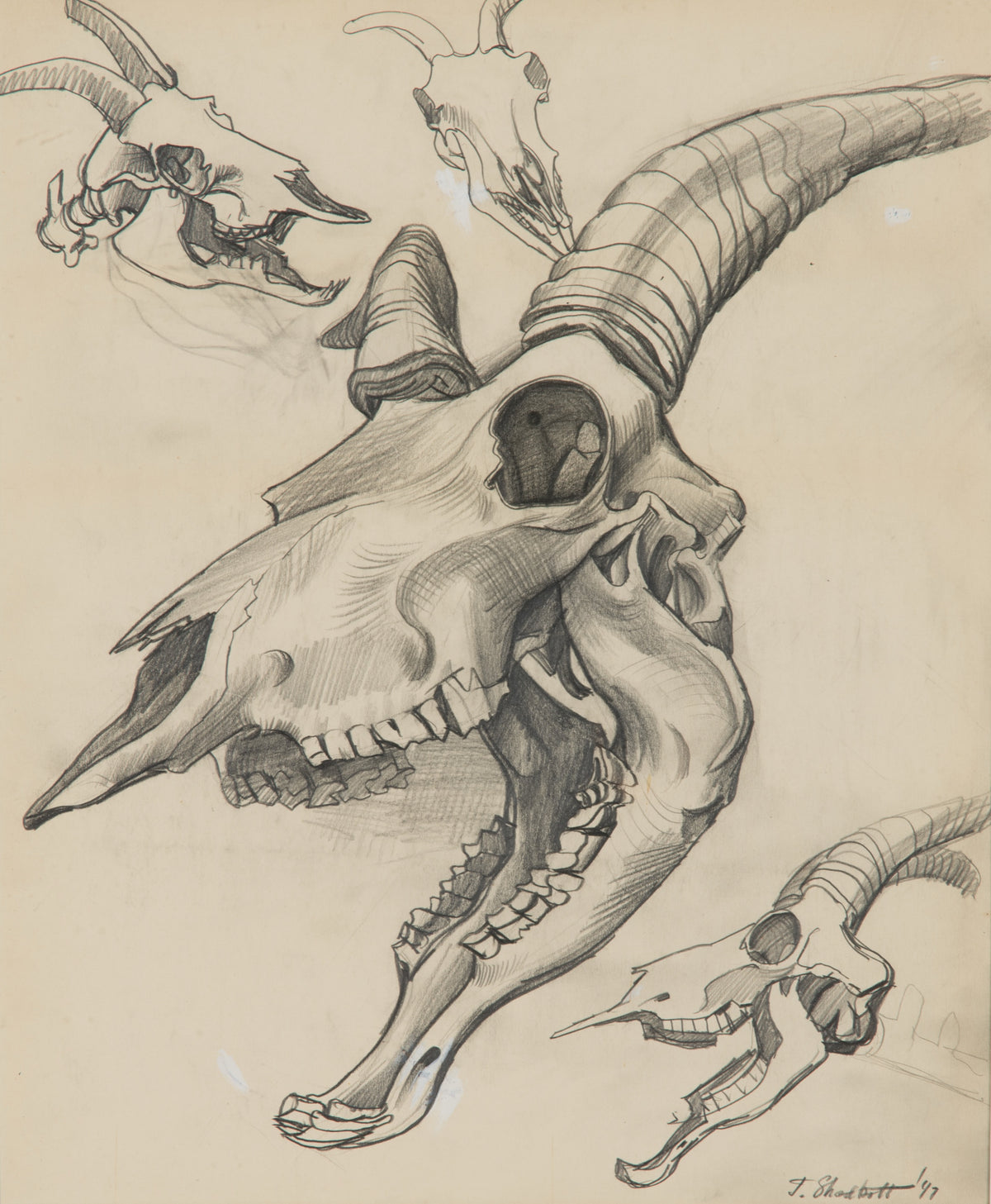 Jack Shadbolt, Skulls, 1947. Black and white drawing of animal skulls against a white background.
