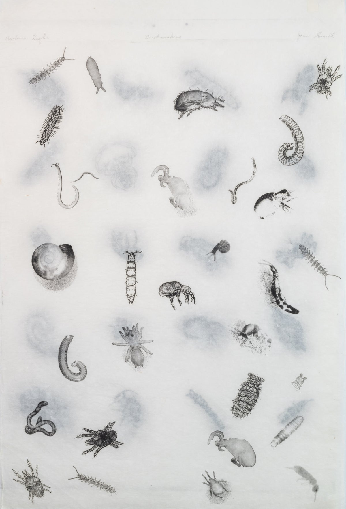 Barbara Zeigler and Joan Smith, Earthmakers (Proof), 1996. A variety of creatures on semi-translucent papers, layered on top of each other.